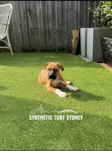 A brown dog relaxing on vibrant synthetic grass in a sunny backyard.