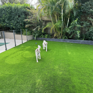 Two white dogs running on a vibrant green lawn with lush garden surroundings.