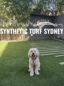 A dog sitting on synthetic turf in a sunny backyard with a shed.