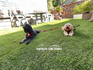 Two dogs relaxing on a sunny backyard lawn with chairs and stairs in the background.