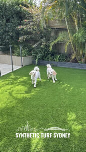 Two dogs running on a green lawn beside a fence and plants.